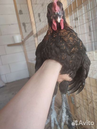 Петухи Маран черно медный, Араукана