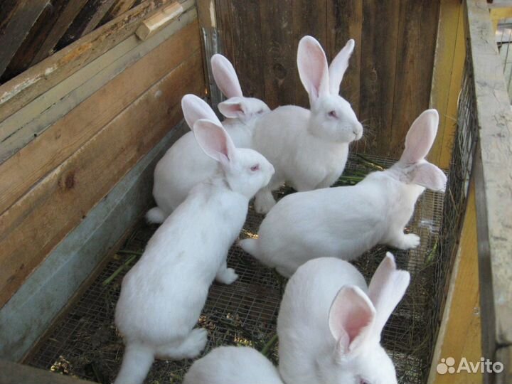 Белый великан,Фландр,Строкачи