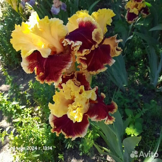 Ирис бородатый