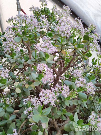 Толстянка Денежное дерево