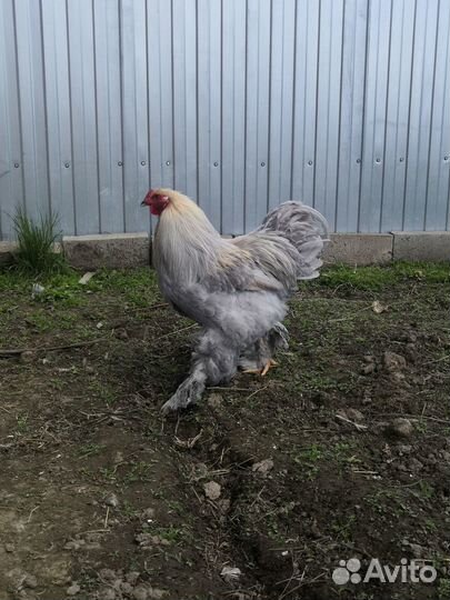 Петух брама изабелла