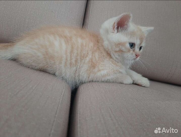 Шотландский кот вязка