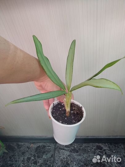 Калатеи, аглаонемы