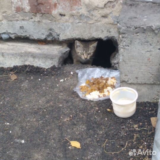 Котенок в добрые руки