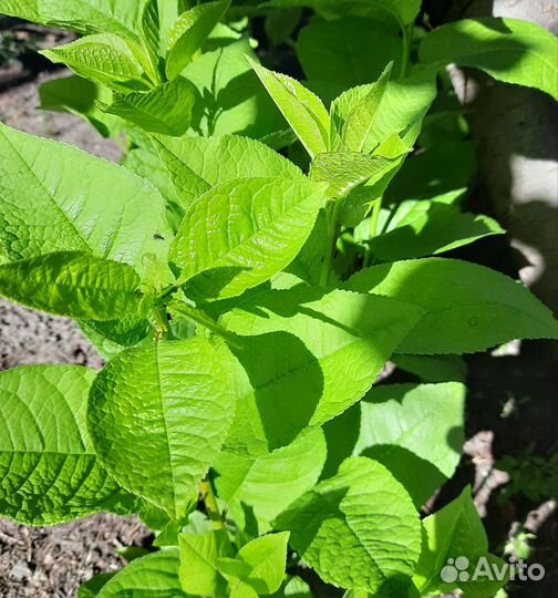 Черенки черемухи краснолистной