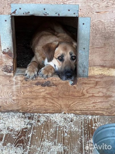 Приют «Некрасовка»