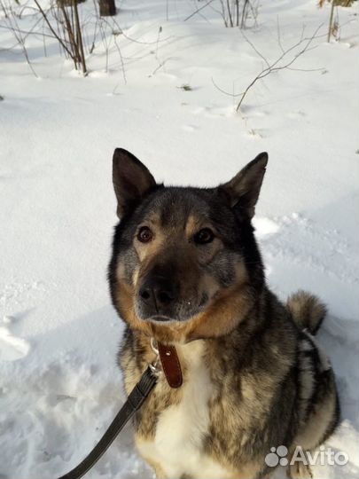 Собака бесплатно