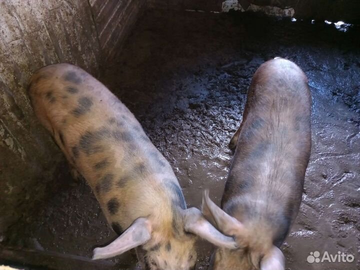 Свиньи живым весом