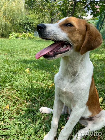 Собаки бесплатно в добрые руки щенки