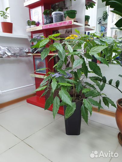 Замиокулькас