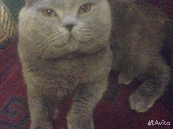 Кот на вязку