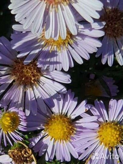 Цветы для клумб