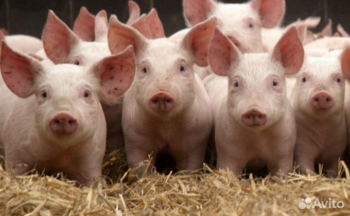 Уход за животными / Вахта Г. Орёл