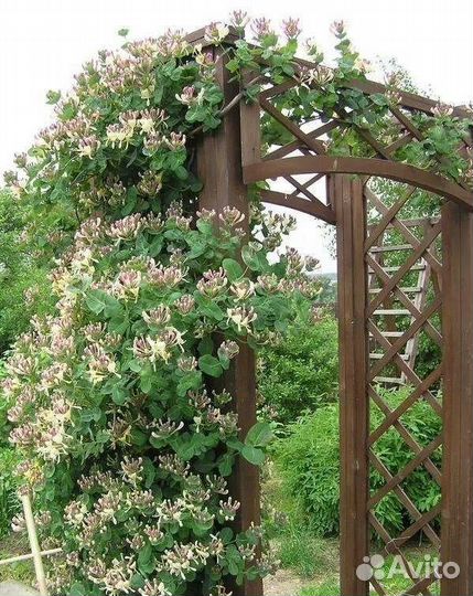 Жимолость вьющяяся Каприфоль