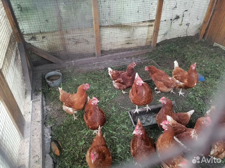 Курицы молодки несушки