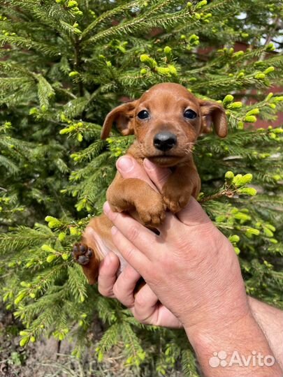 Щенки цвергпинчера