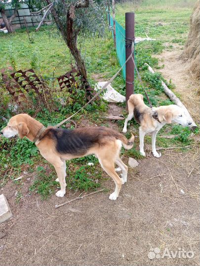 Продажа русских гончих