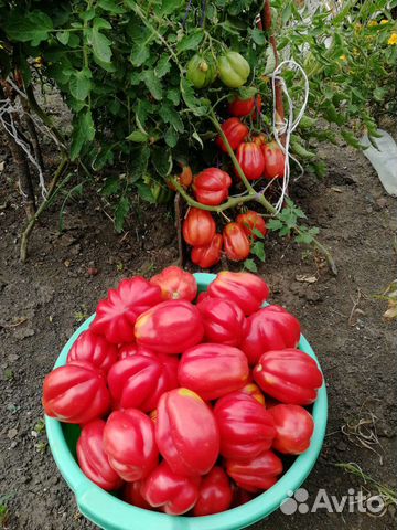 Семена помидоров томатов