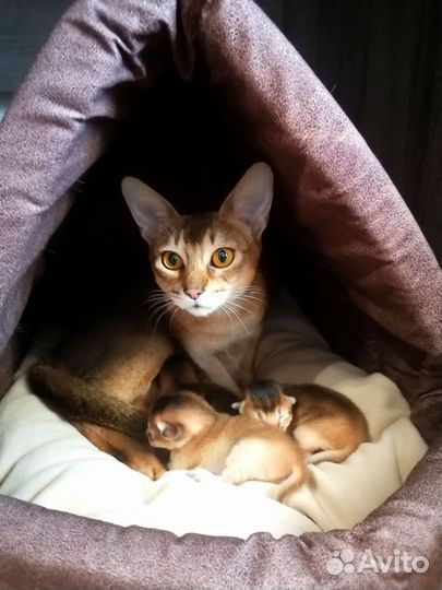 Абиссинские котята