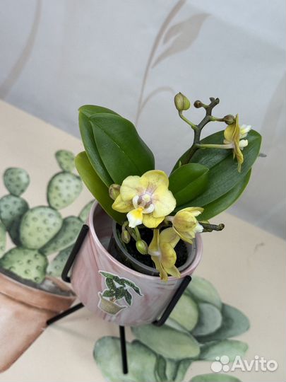 Орхидея фаленопсис