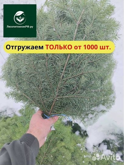 Пихтовые веники оптом