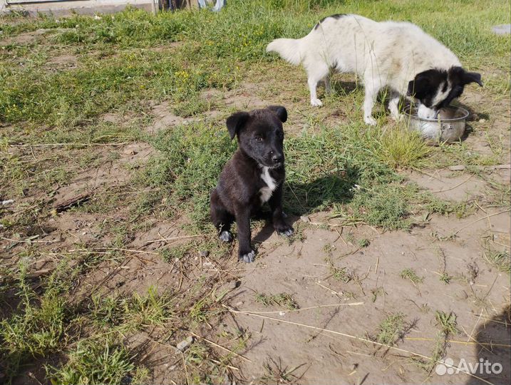 Щенки