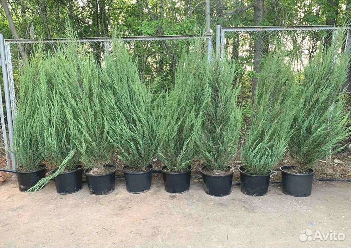 Можжевельник скальный Блю Эрроу ком / оптом