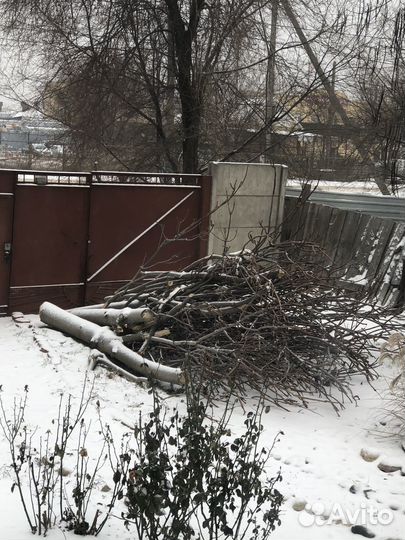 Дерево спиленное