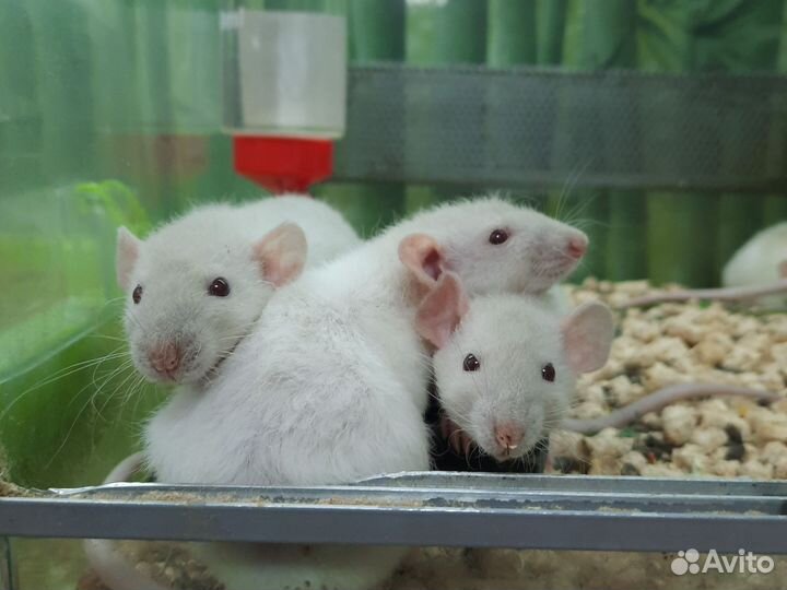 Крыса дамбо