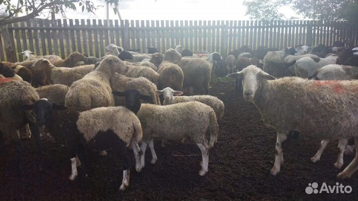 Овцы
