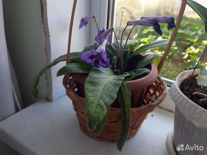 Стрептокарпус обмен