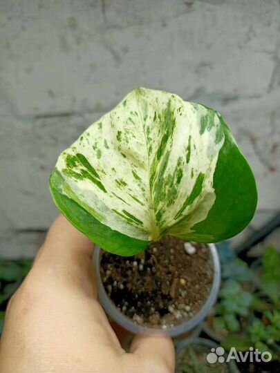 Эпипремнум, монстера, хойя и другие