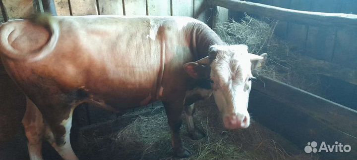 Бык,тёлка