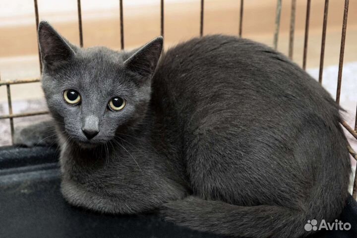 Сильвер 4 мес