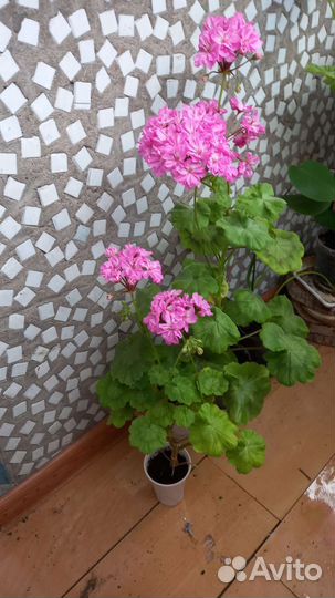 Пеларгония герань