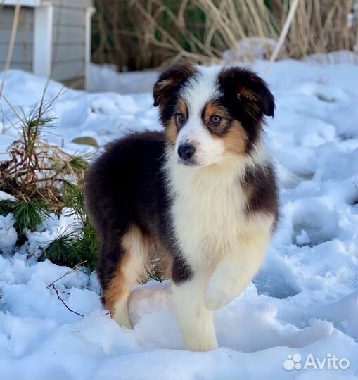 Австралийская овчарка (аусси) щенки
