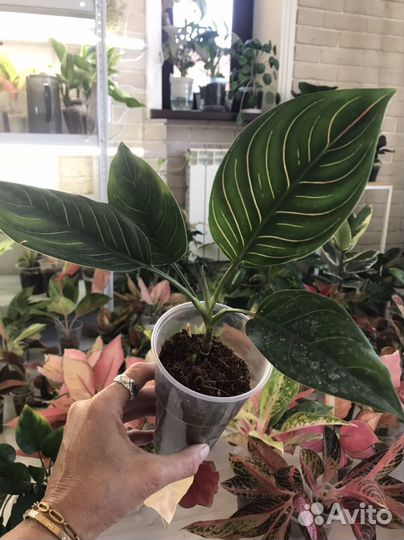 Khan Mak Tawisap аглаонемы