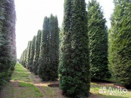 Туя Колумна 2.8-3 метра