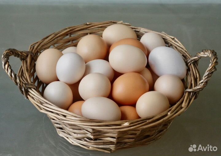 Яйцо домашнее