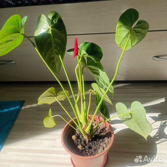 Антуриум first red