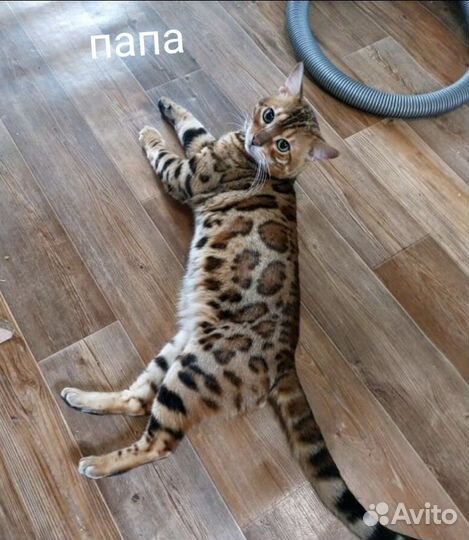 Бенгальские котята