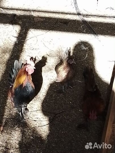 Петух бентанки