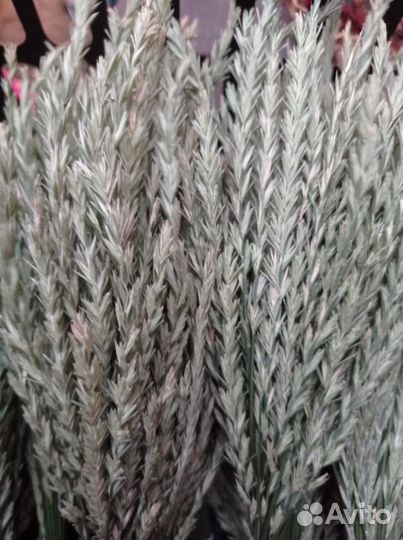 Корм лакомство для птиц, попугаев, грызунов