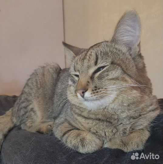 Отдам кота в добрые руки