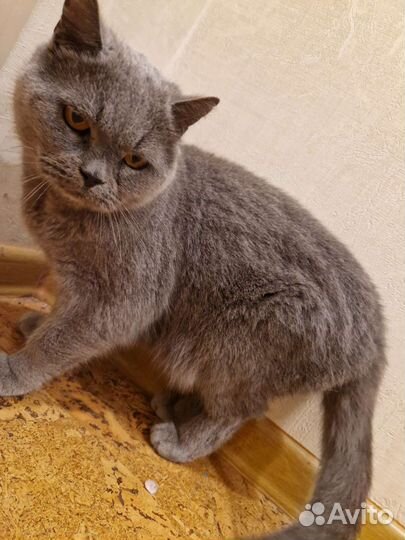 Британская