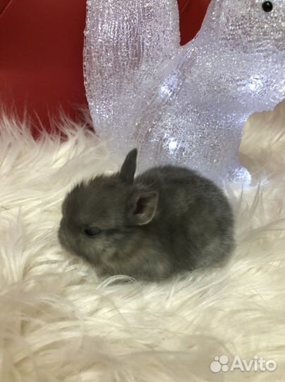Карликовый кролик