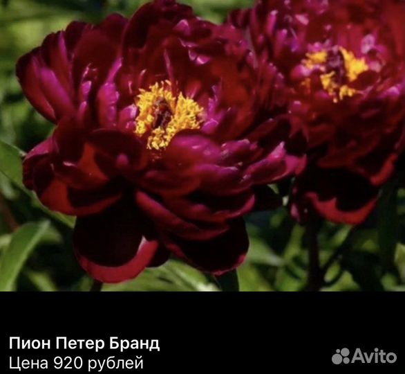 Пионы саженцы