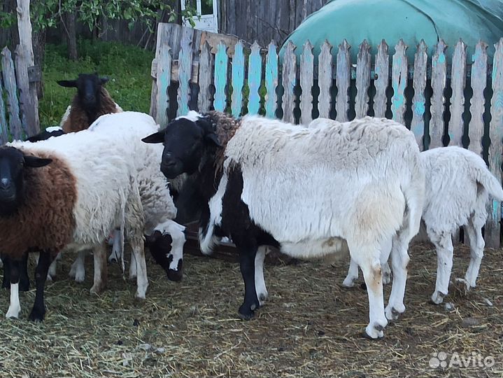Ягнëнок на племя из двойни, папа дорпер 70%мама 50