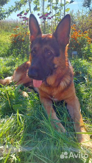 Немецкая овчарка