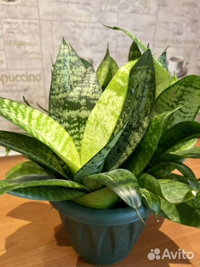 Сансевиерия (Тещин язык )